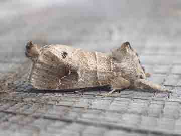 Clostera anachoreta 