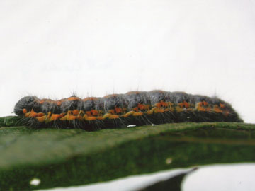 Clostera pigra 