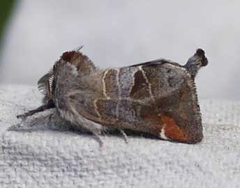 Clostera pigra 