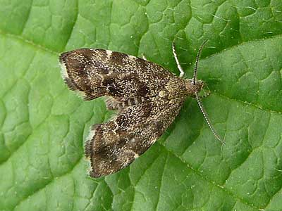 Anthophila fabriciana 