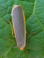 Eilema lurideola 