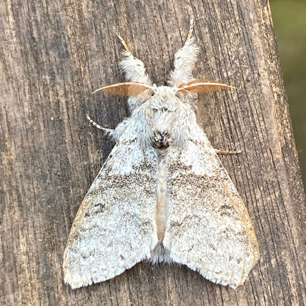 Calliteara pudibunda 