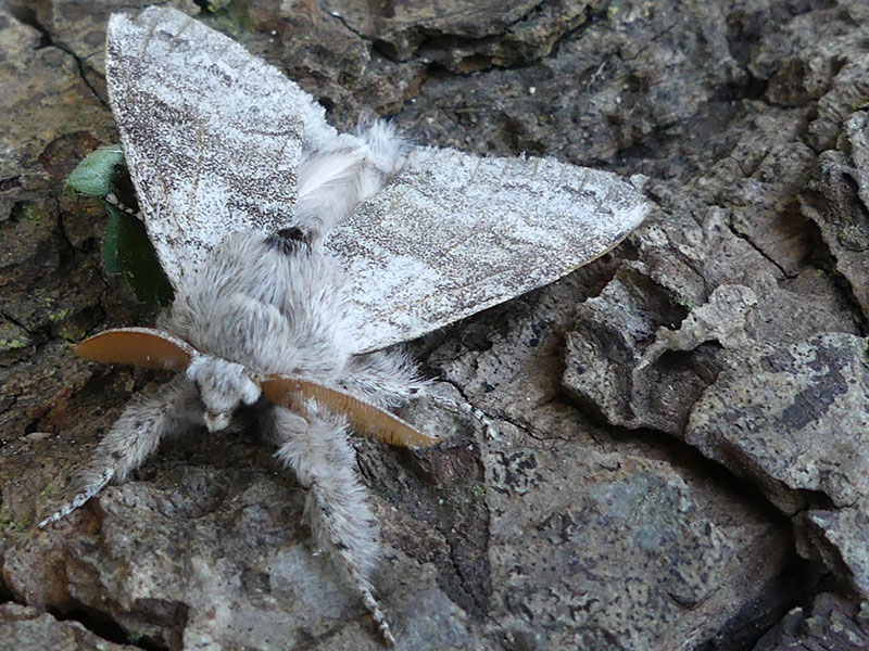 Calliteara pudibunda 