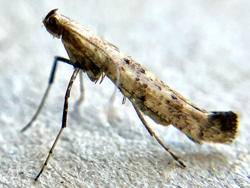 Caloptilia populetorum 