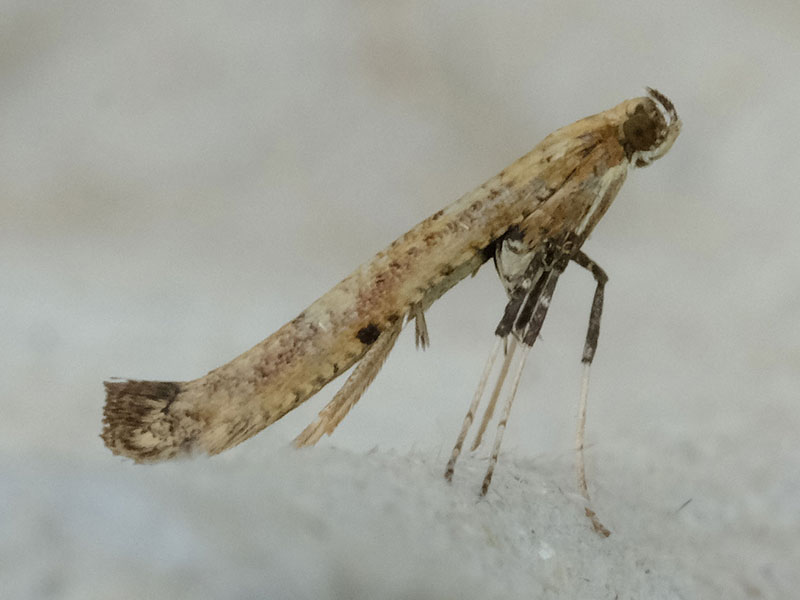 Caloptilia populetorum 
