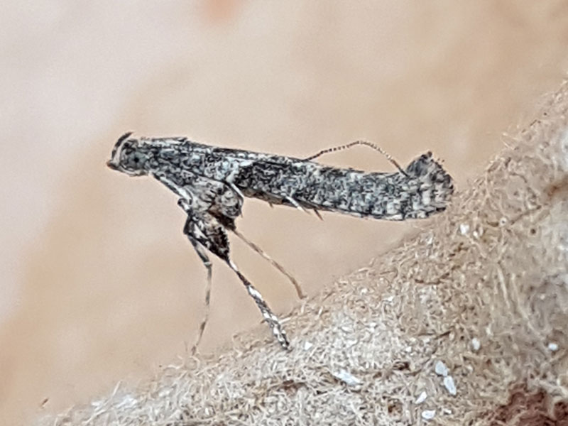 Caloptilia cuculipennella 