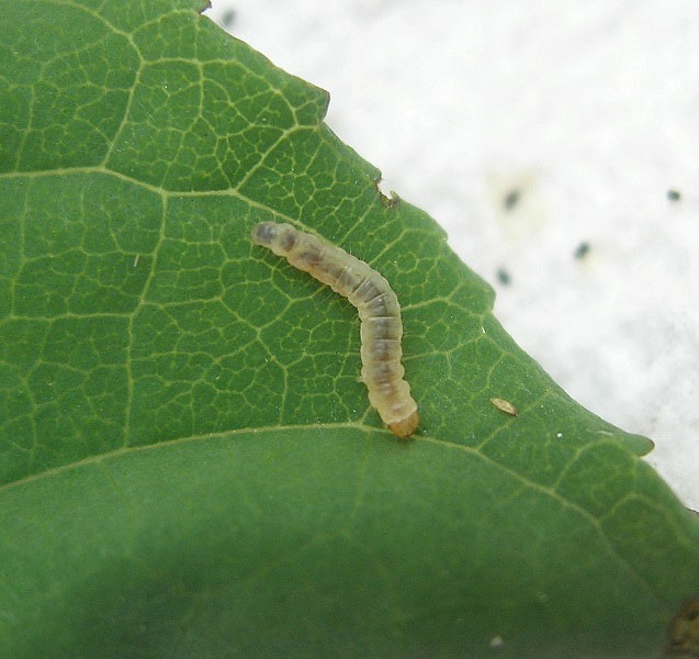 Caloptilia cuculipennella 