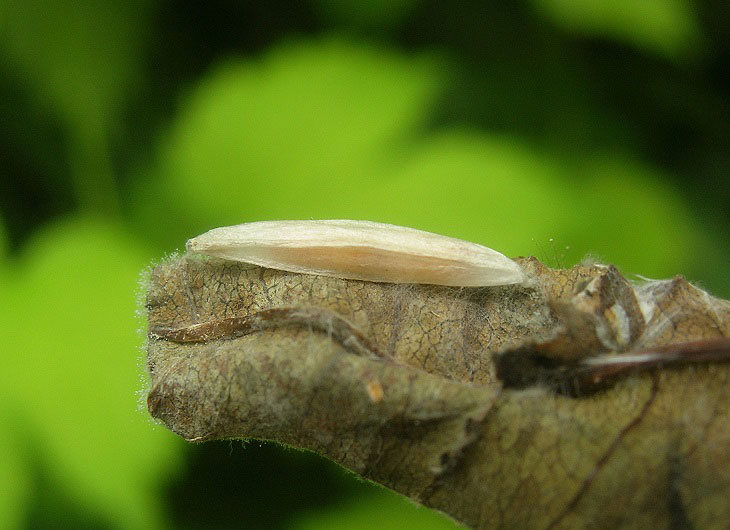 Caloptilia cuculipennella 
