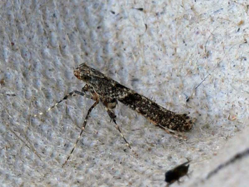 Caloptilia cuculipennella 