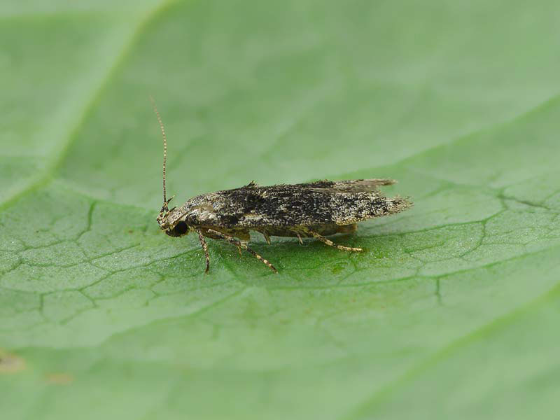 Carpatolechia fugitivella 
