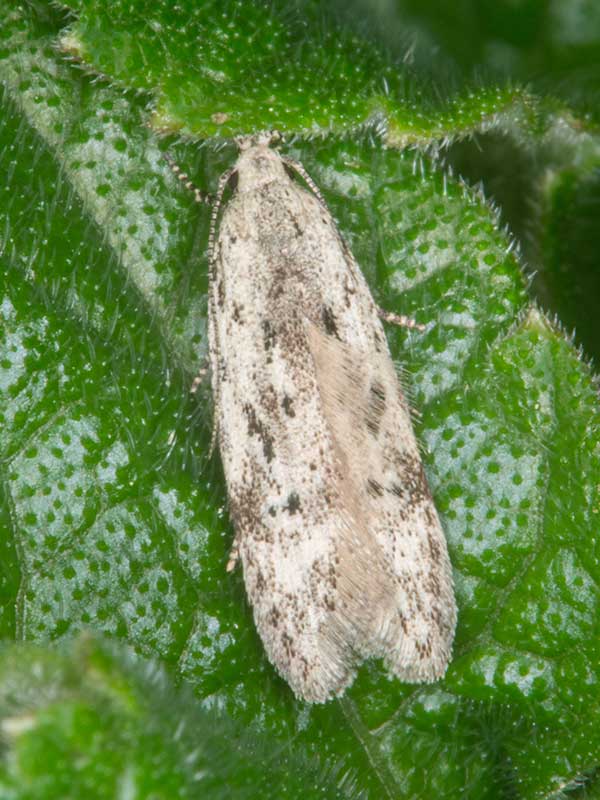 Carpatolechia proximella 