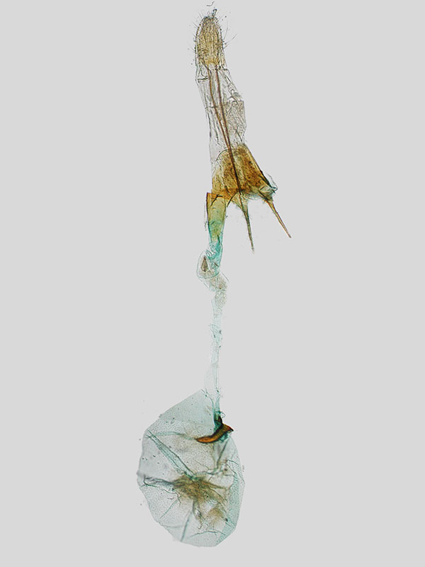 Caryocolum fraternella 