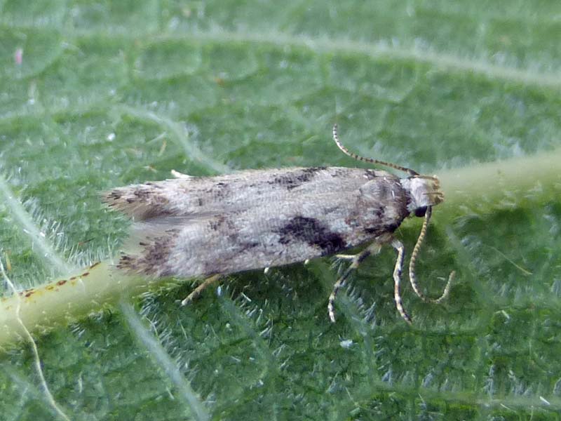Caryocolum blandella 