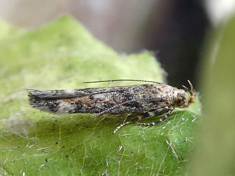 Caryocolum fraternella 