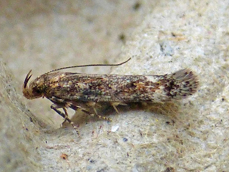 Caryocolum fraternella 