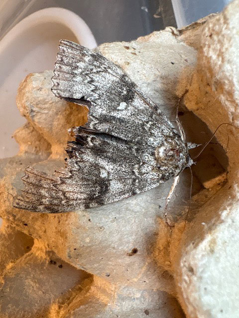 Catocala fraxini 