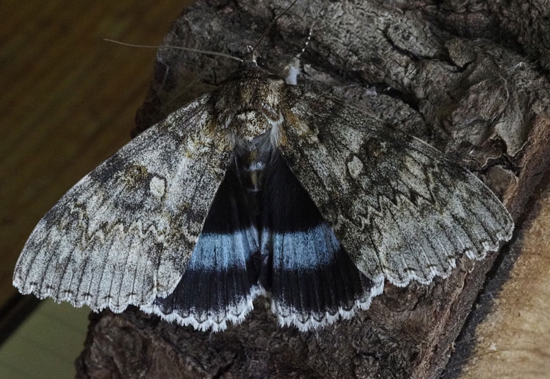Catocala fraxini 