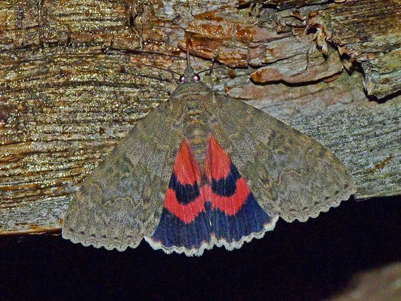 Catocala nupta 