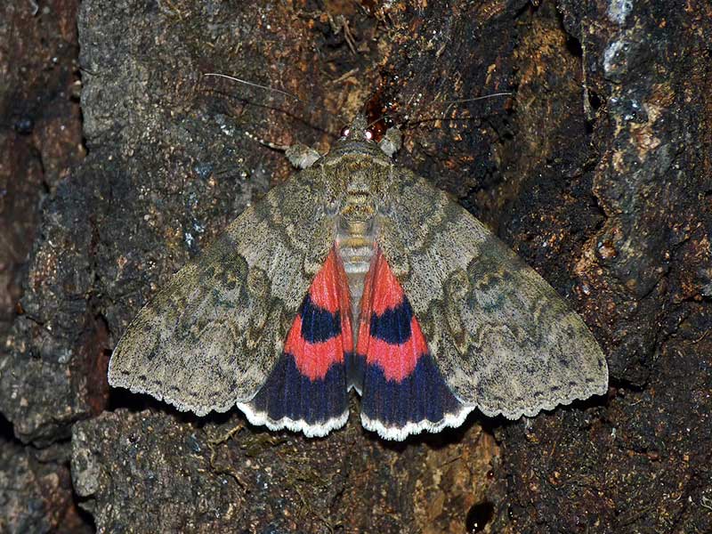 Catocala nupta 