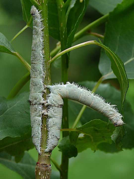 Catocala fraxini 