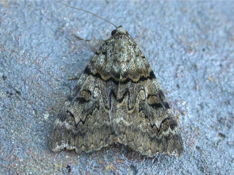 Catocala nymphagoga 