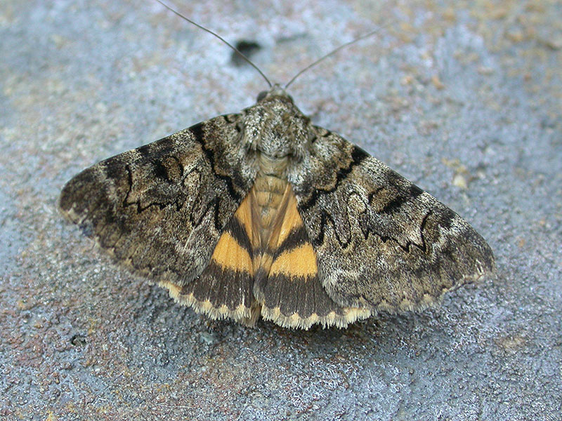 Catocala nymphagoga 