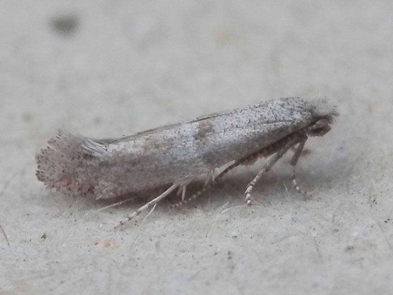Cedestis subfasciella 