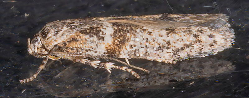Cedestis subfasciella 