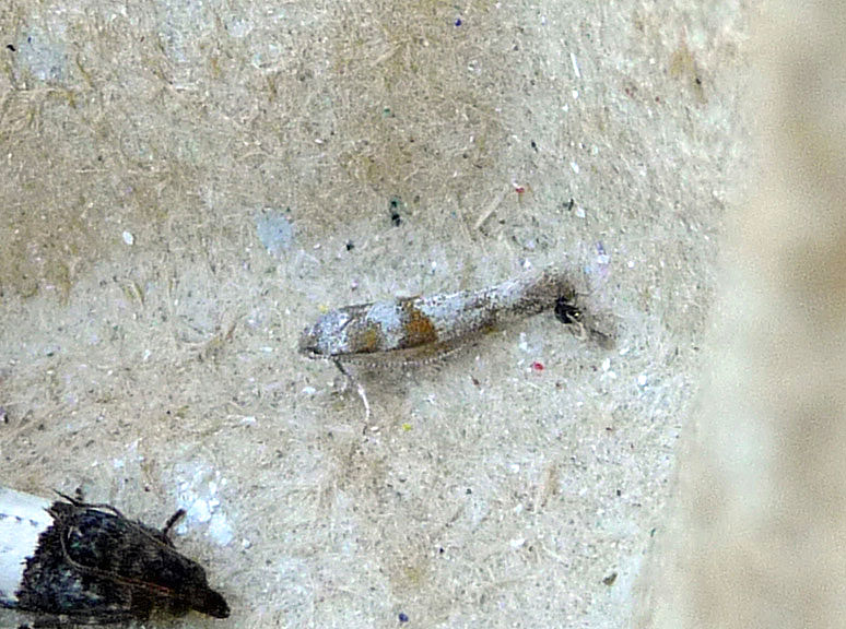 Cedestis gysseleniella 