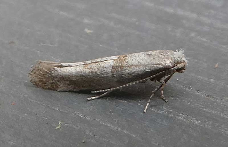 Cedestis subfasciella 