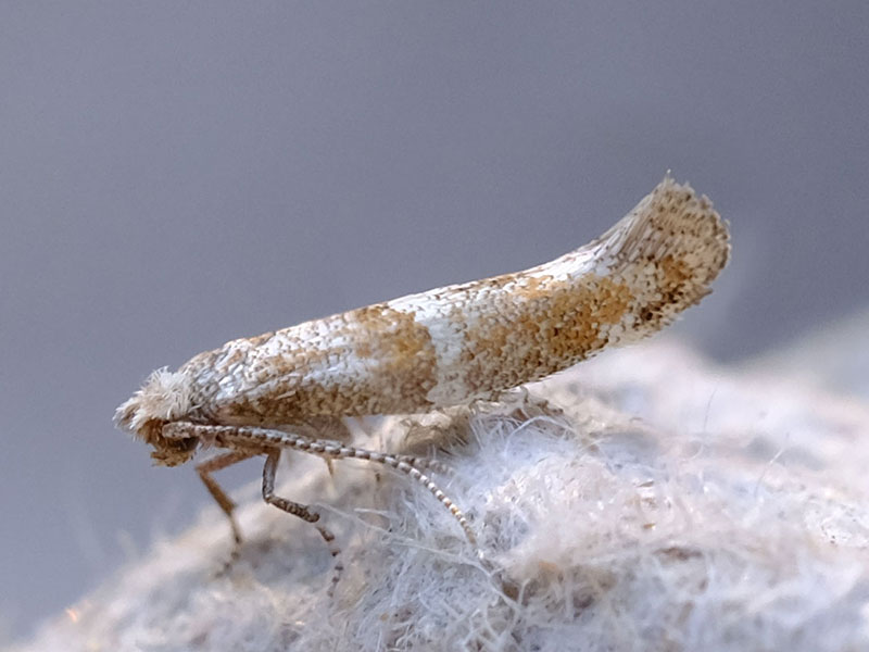 Cedestis subfasciella 