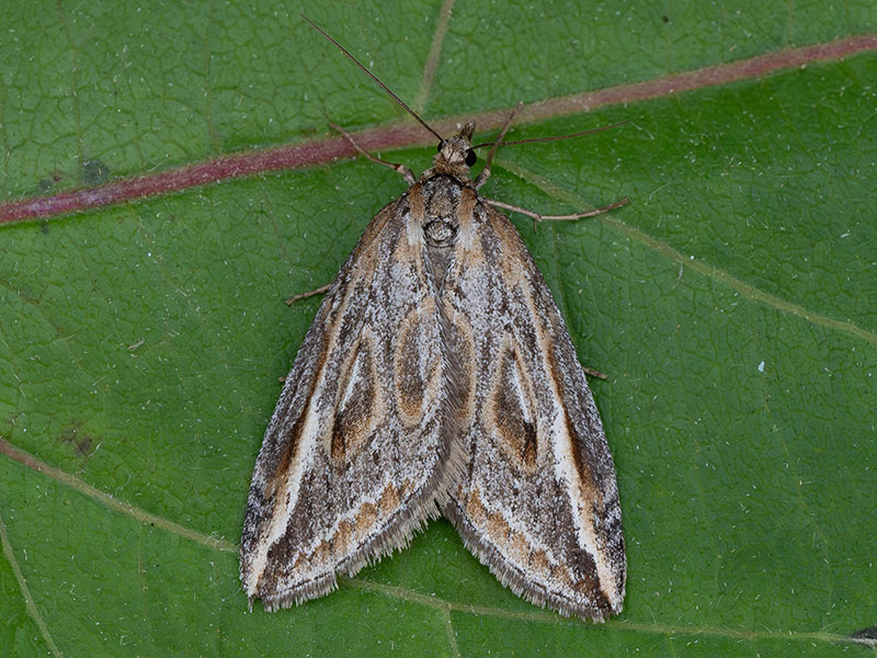 Chesias legatella 