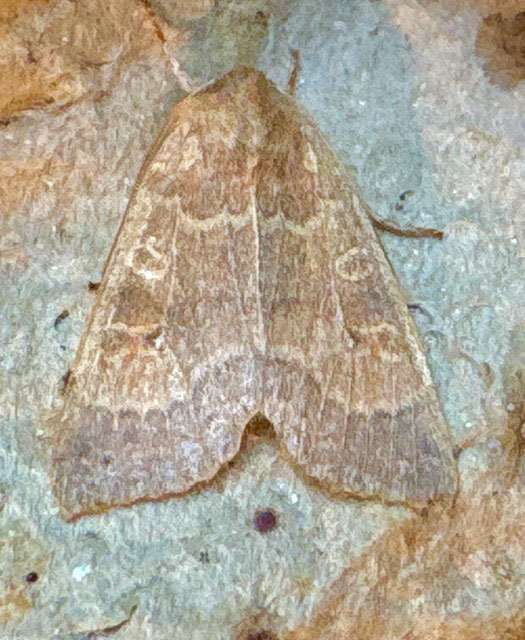 Cirrhia ocellaris 
