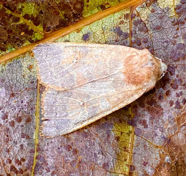 Cirrhia ocellaris 