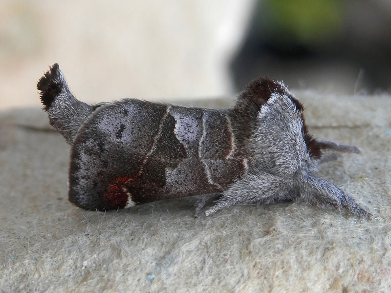 Clostera pigra 