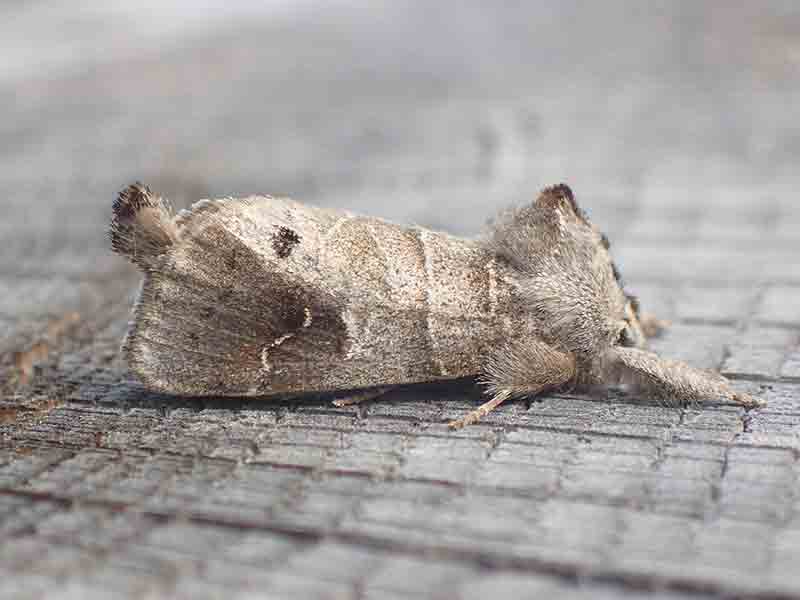 Clostera anachoreta 
