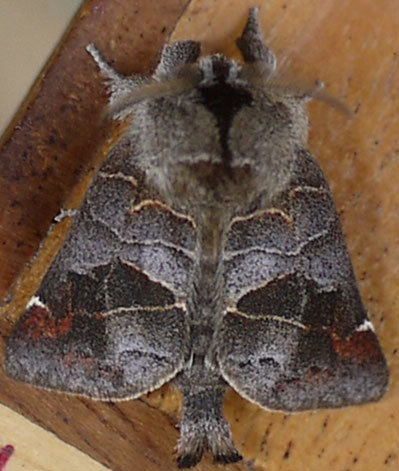 Clostera pigra 
