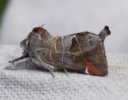 Clostera pigra 