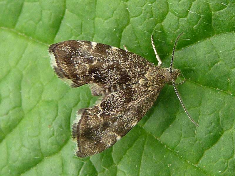 Anthophila fabriciana 