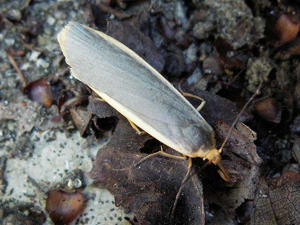 Eilema lurideola 
