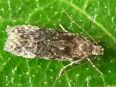Carpatolechia fugitivella 