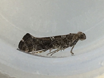 Digitivalva pulicariae 