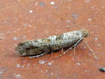 Digitivalva pulicariae 