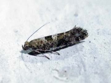 Digitivalva pulicariae 