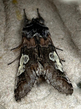 Diloba caeruleocephala 