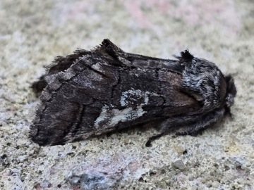 Diloba caeruleocephala 