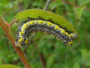 Diloba caeruleocephala 