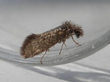 Dyseriocrania subpurpurella 