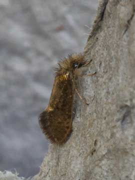 Dyseriocrania subpurpurella 