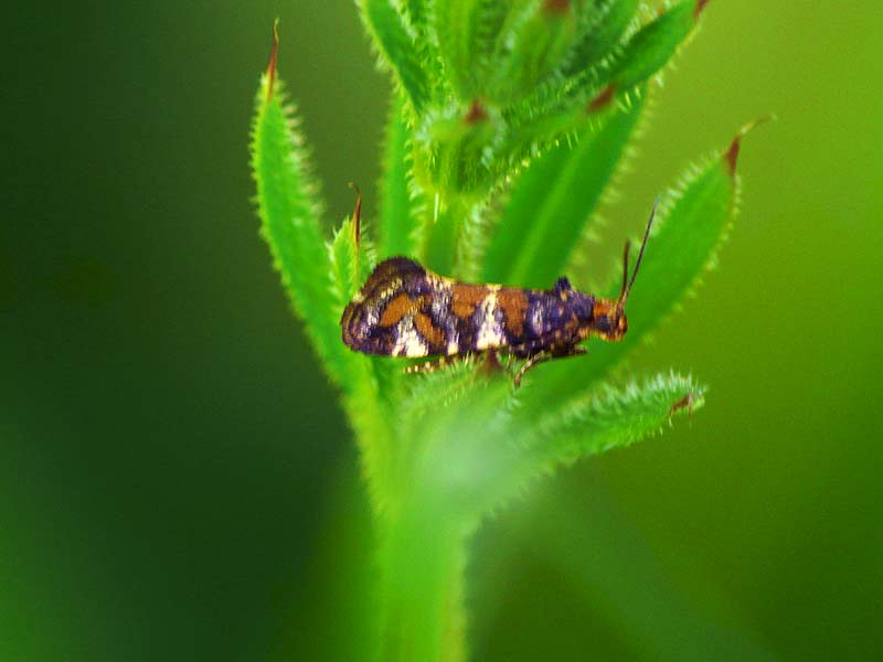 Digitivalva perlepidella 